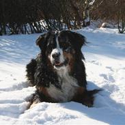 Berner sennenhund Baloo