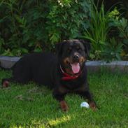 Rottweiler Nugga Chitta Hartmann