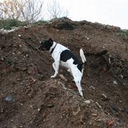 Dansk svensk gaardhund Gårdens Anton