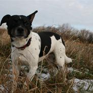 Dansk svensk gaardhund Gårdens Anton