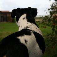 Dansk svensk gaardhund Gårdens Anton