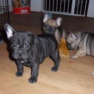 Fransk bulldog Capone