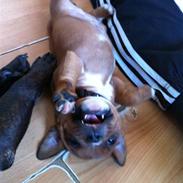 Staffordshire bull terrier Kato