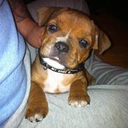 Staffordshire bull terrier Kato