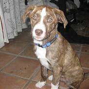 Blanding af racer Saxo