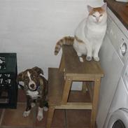 Blanding af racer Saxo