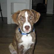 Blanding af racer Saxo