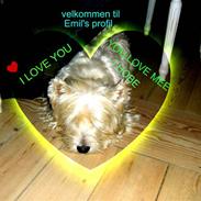 West highland white terrier Emil