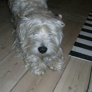 West highland white terrier Emil