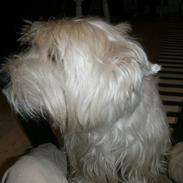 West highland white terrier Emil