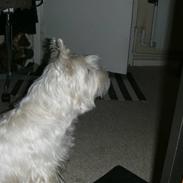 West highland white terrier Emil
