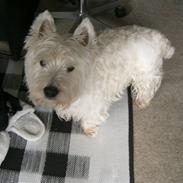 West highland white terrier Emil