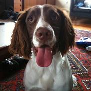 Engelsk springer spaniel Bonnie