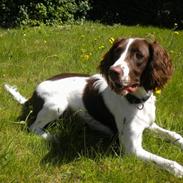 Engelsk springer spaniel Bonnie