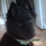 Groenendael Shima