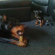 Prazsky krysarik Luna