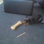 Prazsky krysarik Luna