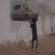 Prazsky krysarik Luna