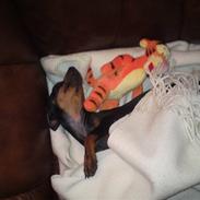 Prazsky krysarik Luna