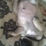 Mops Ludvig