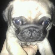 Mops Ludvig
