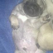 Mops Ludvig