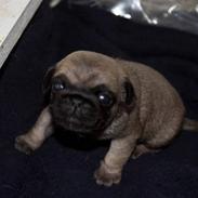 Mops Ludvig
