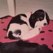 Cocker spaniel Signa Lady