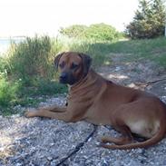 Rhodesian ridgeback Don Bonito von Ankor