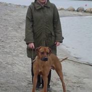 Rhodesian ridgeback Don Bonito von Ankor