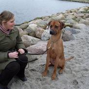 Rhodesian ridgeback Don Bonito von Ankor