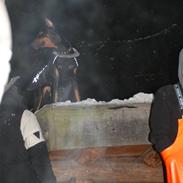 Dobermann Enzo