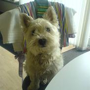 West highland white terrier Ronja (Solo)  R.I.P