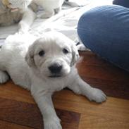 Golden retriever Cocio