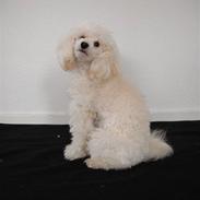 Dværgpuddel Cherie's DunDee! <3