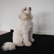 Dværgpuddel Cherie's DunDee! <3