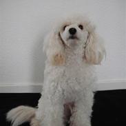 Dværgpuddel Cherie's DunDee! <3
