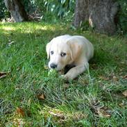 Labrador retriever Basse