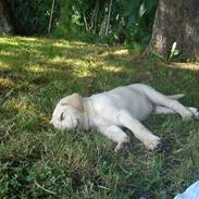 Labrador retriever Basse