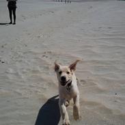 Labrador retriever Basse