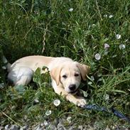 Labrador retriever Basse
