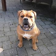 Olde english bulldogge NIels Knudsen