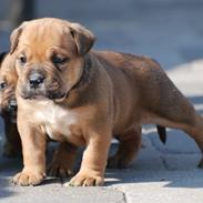 Olde english bulldogge NIels Knudsen