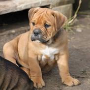 Olde english bulldogge NIels Knudsen