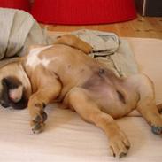 Olde english bulldogge NIels Knudsen