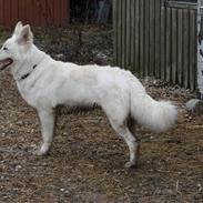 Hvid schæfer Blacktown Cookie