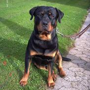 Rottweiler Zeus