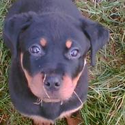 Rottweiler Zeus