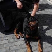 Rottweiler Zeus