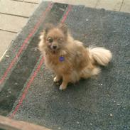 Pomeranian Flopper
